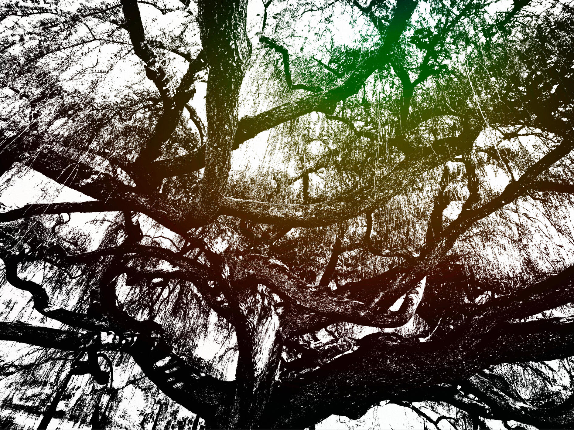 LEX VI Roots alive